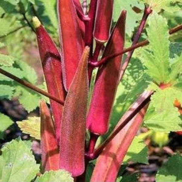 Okra Bhindi Red Hybrid Garden Festival Farmers Stop