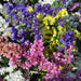 Static Limonium Pacific Mix (Garden Festival's) - Farmers Stop