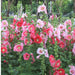 Hollyhock Double Dwarf Winter (Garden Festival) - Farmers Stop