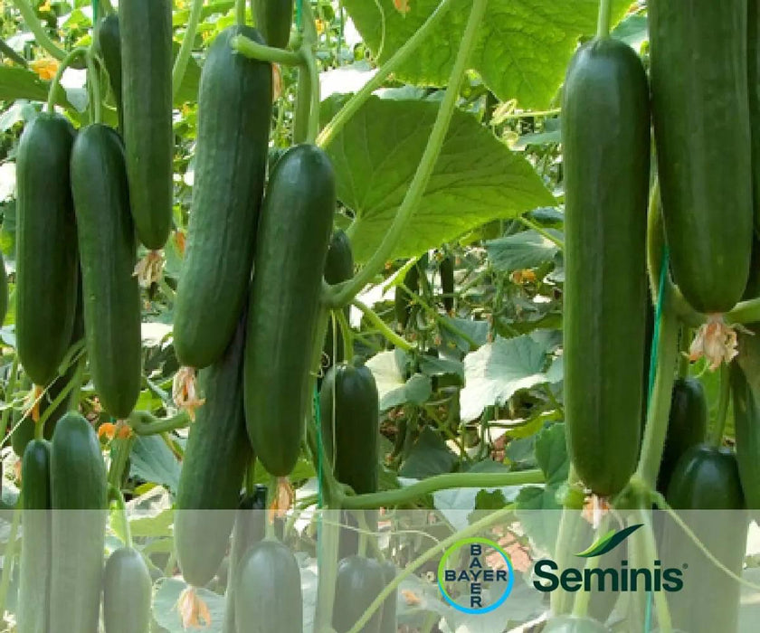 PS 64 F1 Cucumber Seeds (Seminis) - Farmers Stop
