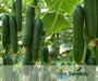 PS 64 F1 Cucumber Seeds (Seminis) - Farmers Stop