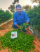 SVHA 1049 Hot pepper/हरी मिर्च  (Seminis) - Farmers Stop
