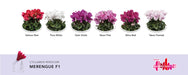 Cyclamen Super Serie F1 Merengue Mix (Schoneveld breeding)