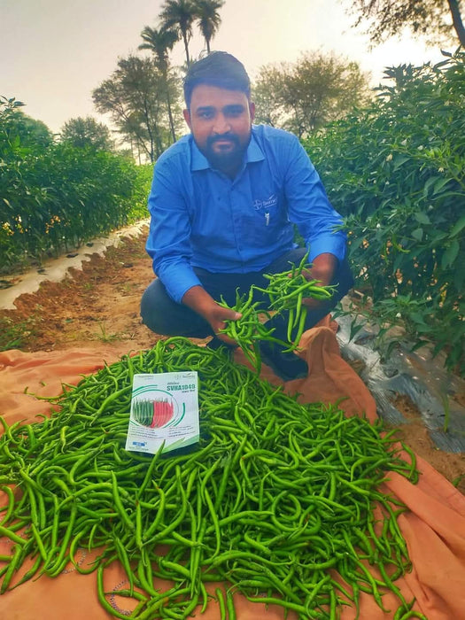 SVHA 1049 Hot pepper/हरी मिर्च  (Seminis)