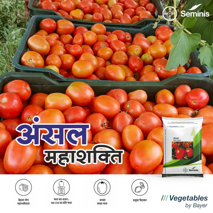 Ansal/अंसल F1 Hybrid Tomato Seeds (Seminis)