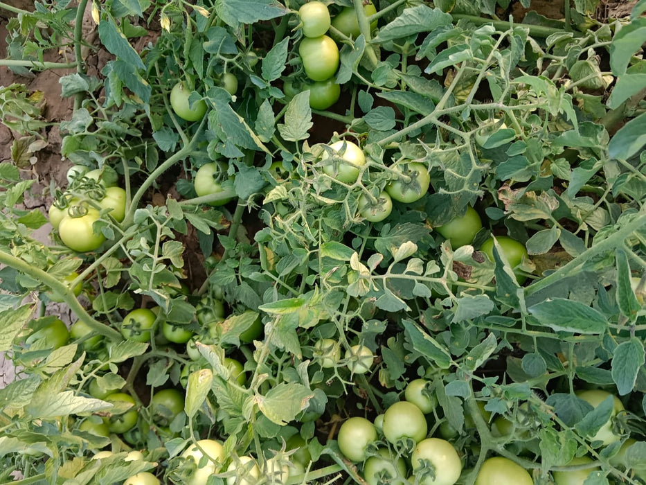Ayaan(TO7042)/आयान F1 Hybrid Tomato(Syngenta)