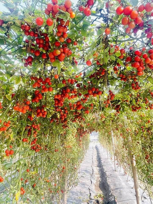 SIMMI F1 Hybrid Cherry Tomato (Known You Seeds)