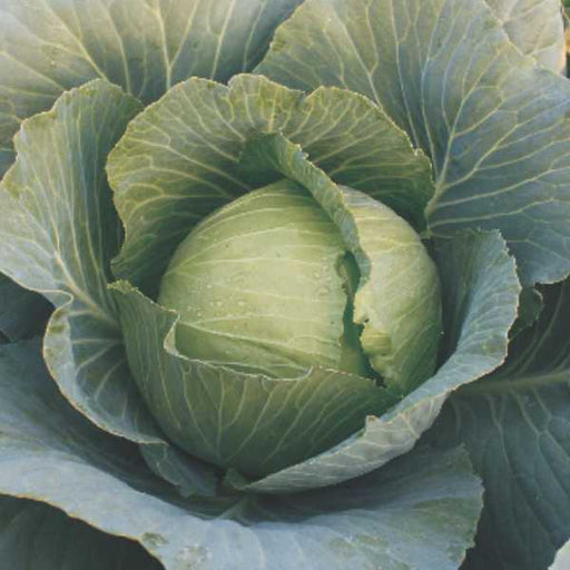 Shaurya F1 Hybrid Cabbage (Seminis)