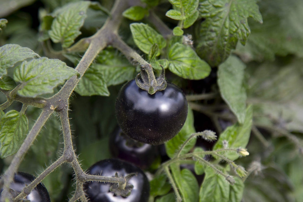 Akoya F1 Hybrid Determinate Black/Orange Tomato (floranova)