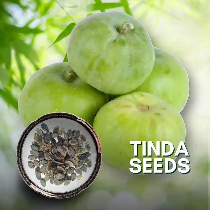 Tinda Green Ball (Arizona AgriGenetics Seed)