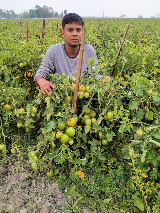 Vijay F1 Hybrid Tomato (United Genetics, USA)