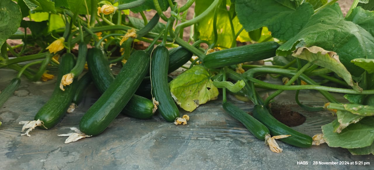 PEPINO Plus F1 HYBRID CUCUMBER Multi-Fruting (KONICO SEEDS)