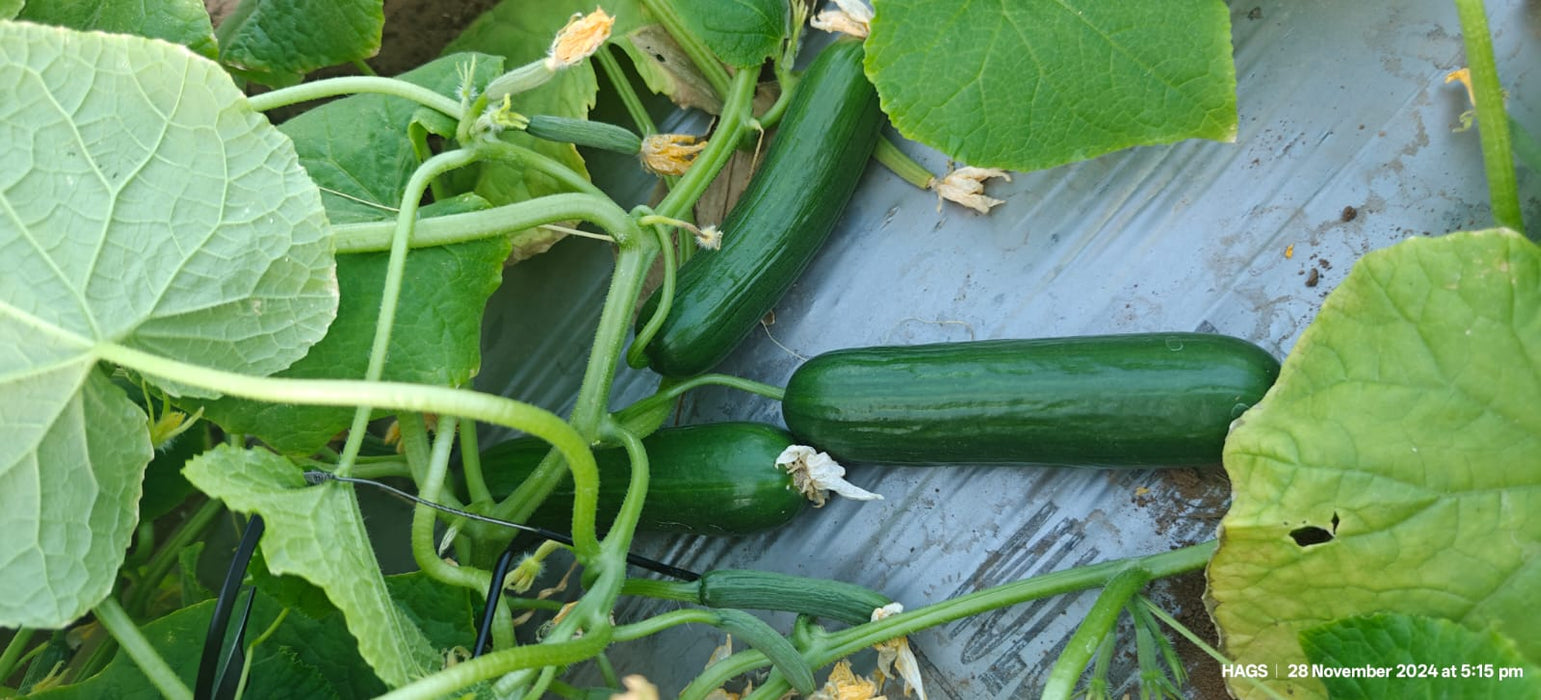 PEPINO Plus F1 HYBRID CUCUMBER Multi-Fruting (KONICO SEEDS)