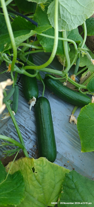 PEPINO Plus F1 HYBRID CUCUMBER Multi-Fruting (KONICO SEEDS)