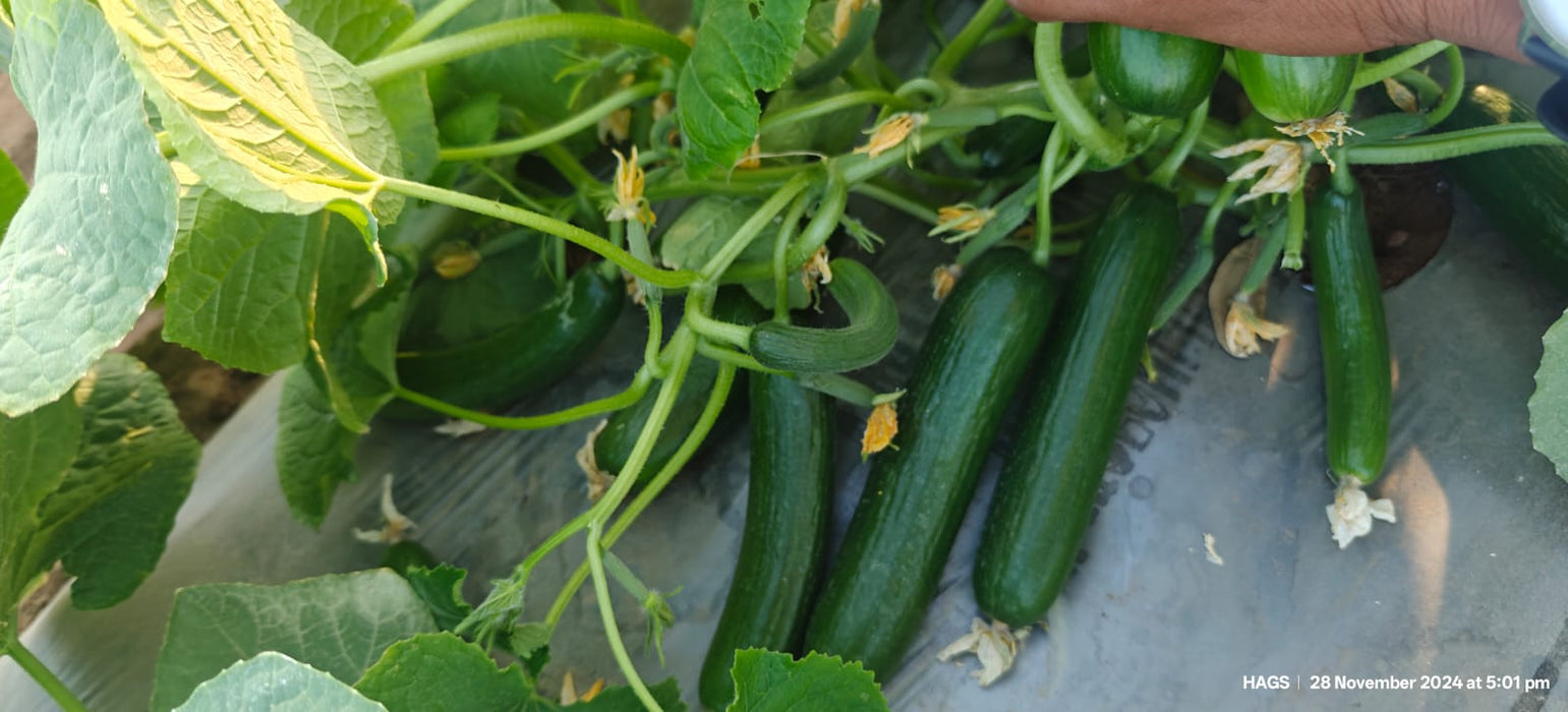 PEPINO Plus F1 HYBRID CUCUMBER Multi-Fruting (KONICO SEEDS)