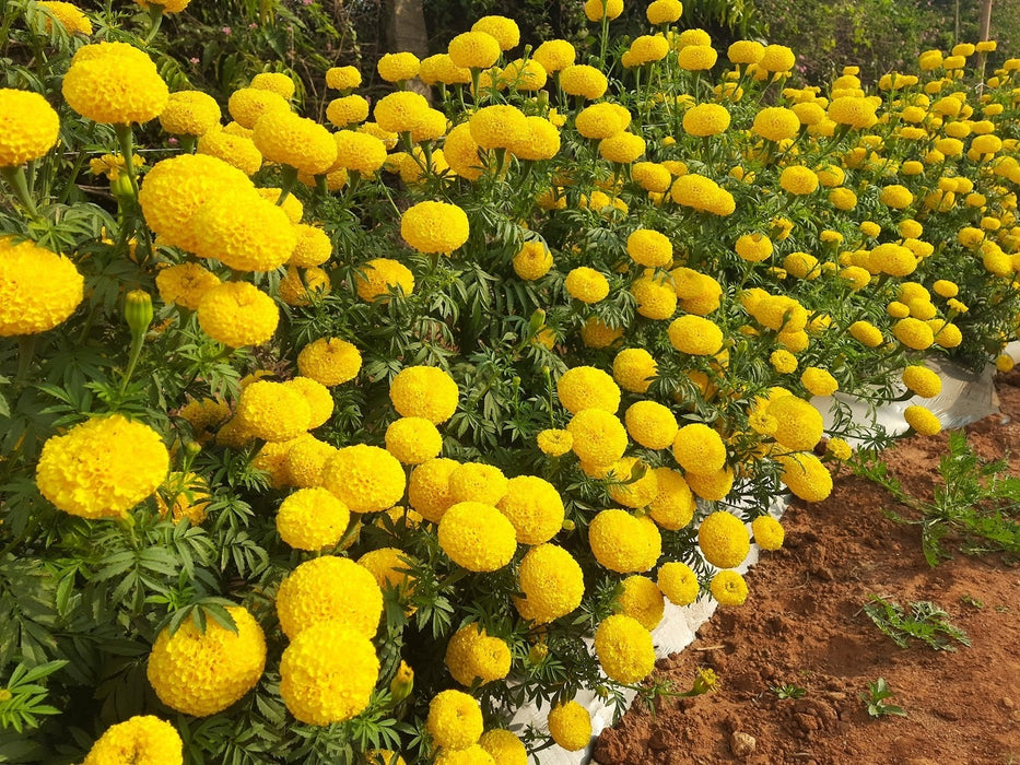 KY-1 YELLOW Hybrid F1 Yellow Marigold (KNOWN YOU SEEDS)