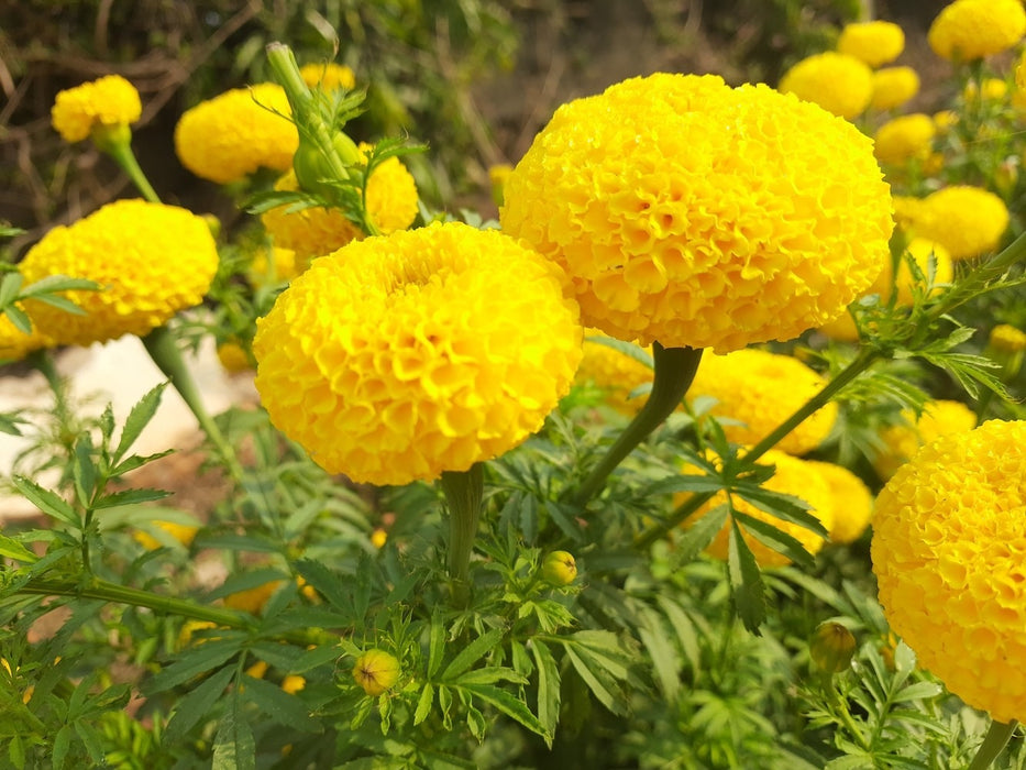 KY-1 YELLOW Hybrid F1 Yellow Marigold (KNOWN YOU SEEDS)