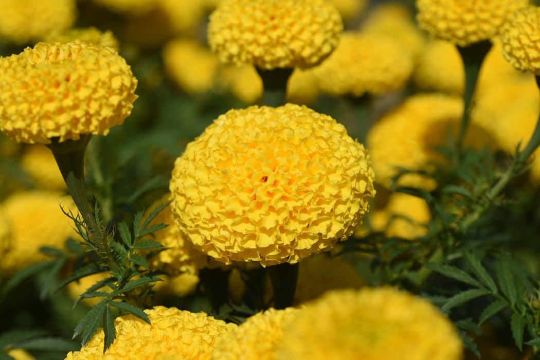 KY-1 YELLOW Hybrid F1 Yellow Marigold (KNOWN YOU SEEDS)