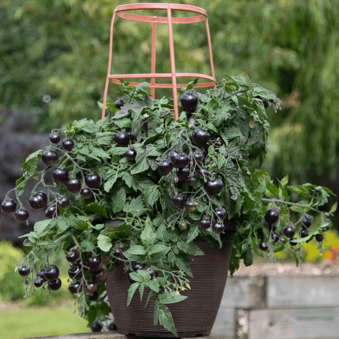 Akoya F1 Hybrid Determinate Black/Orange Tomato (floranova)