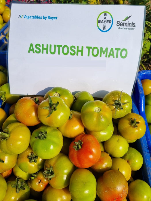 Ashutosh Heat Tolerant Summer F1 Hybrid Tomato Seeds (Seminis)