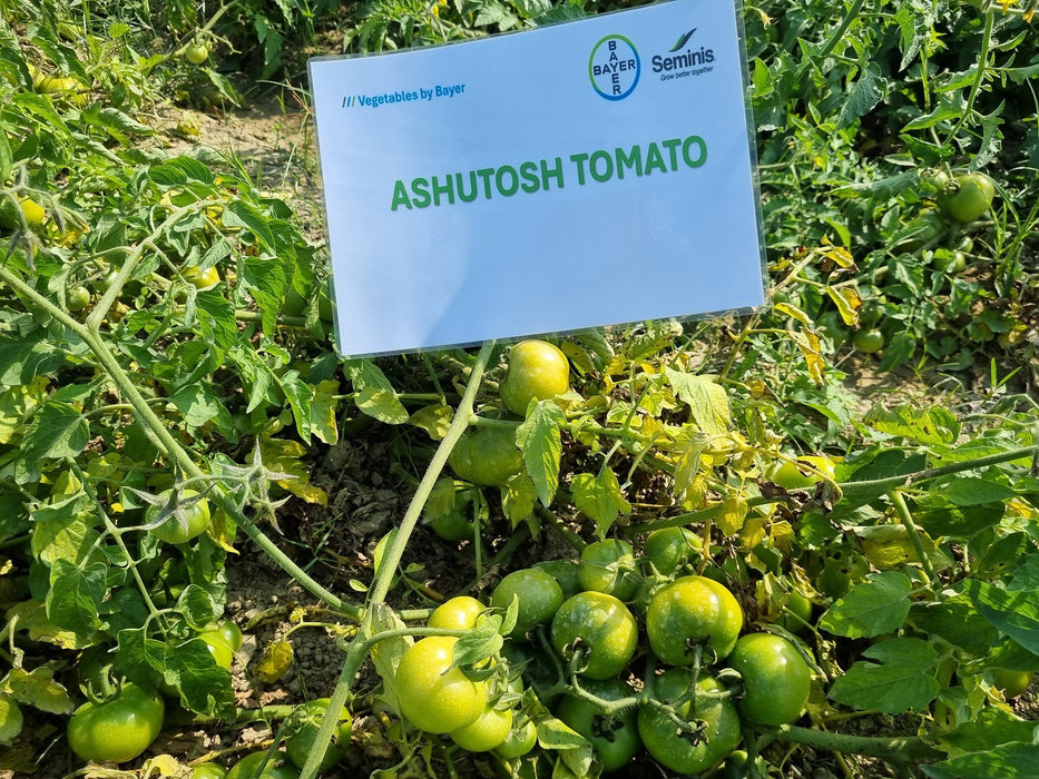 Ashutosh Heat Tolerant Summer F1 Hybrid Tomato Seeds (Seminis)