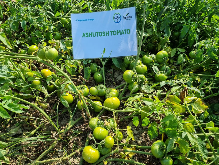 Ashutosh Heat Tolerant Summer F1 Hybrid Tomato Seeds (Seminis)