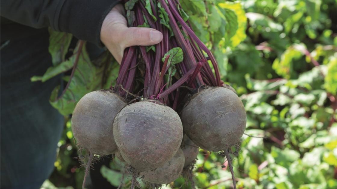 Bikores F1 Hybrid Beetroot (Kalash seeds)