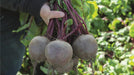 Bikores F1 Hybrid Beetroot (Kalash seeds)