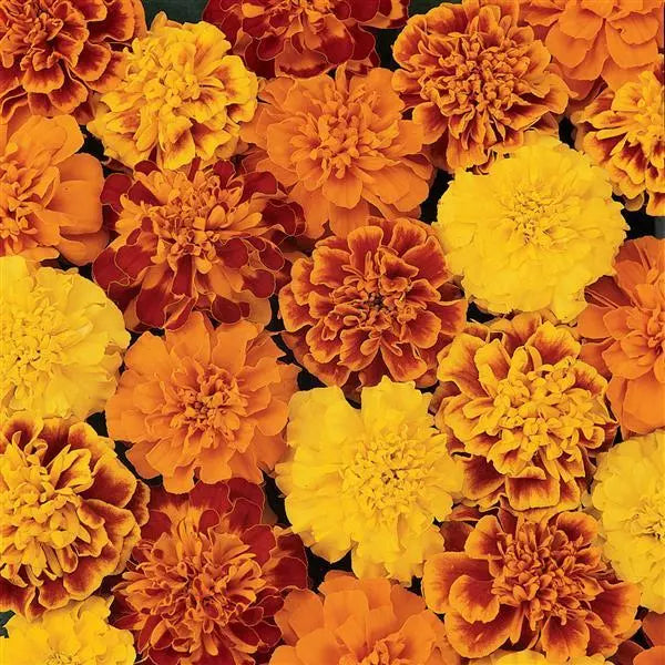 Bonanza™ Mixture F1 Hybrid French Marigold (PanAmerican)