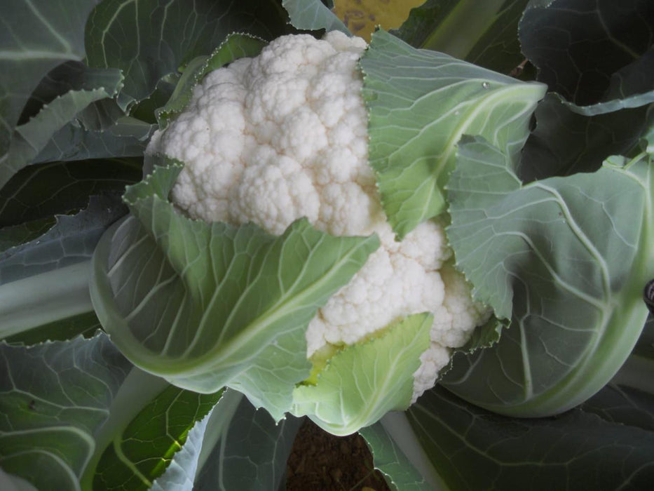 Gauri F1 Hybrid Cauliflower (Tokita Seeds)