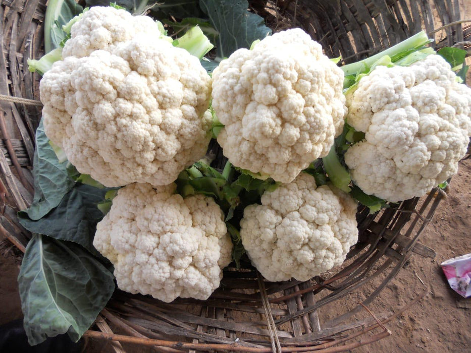 Gauri F1 Hybrid Cauliflower (Tokita Seeds)