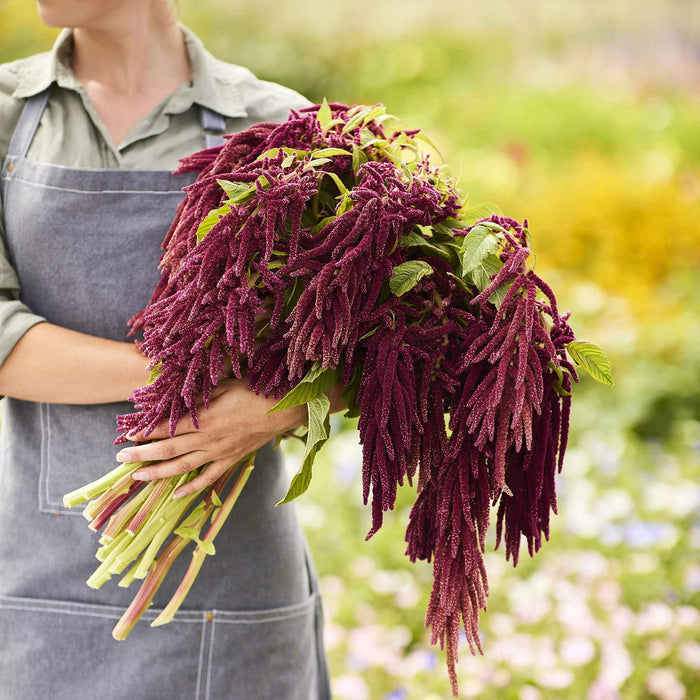 Amaranthus Love Lies Bleeding (Garden Festival's)