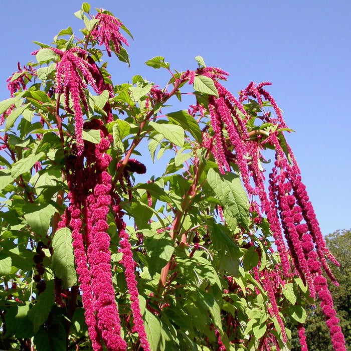 Amaranthus Love Lies Bleeding