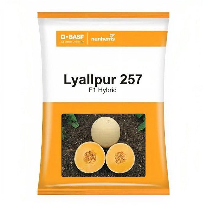 Lyallpur 257 F1 Hybrid Muskmelon (BASF-Nunhems)