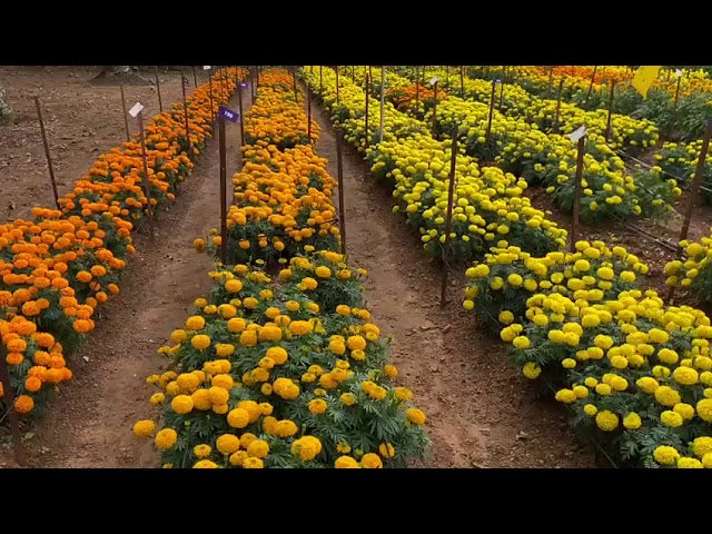 African Tall F1 Hybrid Marigold (Garden Festival)