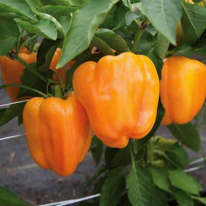 KS-ORANGECAP Capsicum F1 Hybrid Bell Pepper (Konico Seeds)