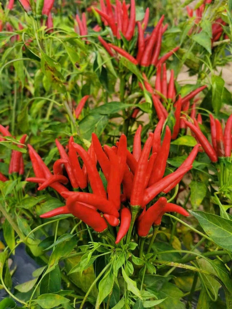 Parvati Upright Hybrid F1 Chilli (Konico Seeds) — Farmers Stop