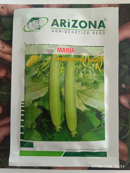 Maria F1 Hybrid White Seeded Sponge Gourd (Arizona AgriGenetics Seed)