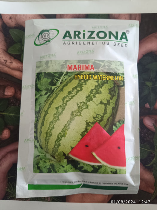 Mahima F1 Hybrid Watermelon (Arizona AgriGenetics Seed)