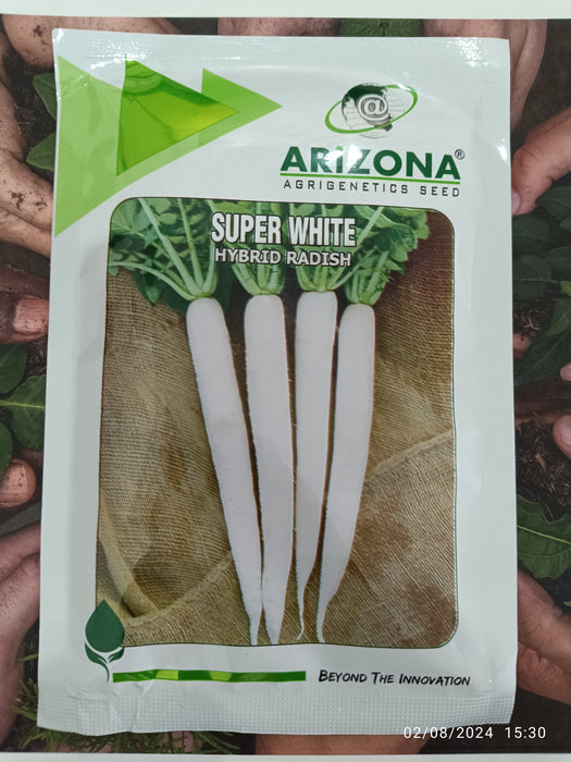 Super White F1 Hybrid Radish (Arizona AgriGenetics Seed)