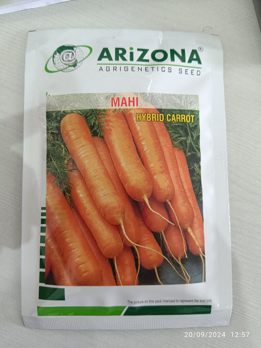 MAHI F1 Hybrid Orange Carrot - Excellent Quality (Arizona AgriGenetics Seed)