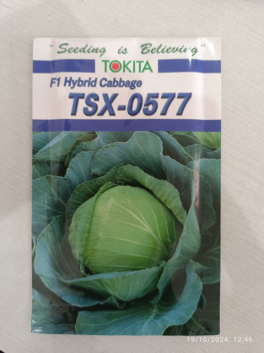 TSX-0577 F1 Hybrid Cabbage (Tokita Seeds)