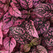 Hypoestes Imported Super Quality Mix (Garden Festival)