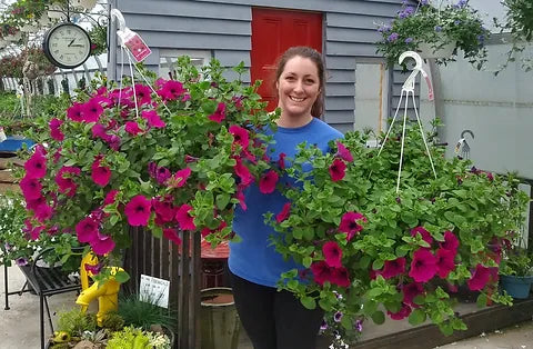 Trailing/Hanging Petunia Easy Wave® (PanAmerican)