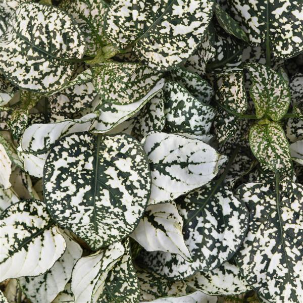 Hypoestes Imported Super Quality Mix (Garden Festival)