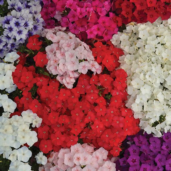 Ethnie Phlox (Pan American) - Farmers Stop