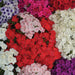 Ethnie Phlox (Pan American) - Farmers Stop