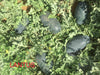 Lantus F1 Hybrid IceBox Watermelon - High-Yield, Disease-Tolerant Fruit Seed | Konico Seeds - Farmers Stop