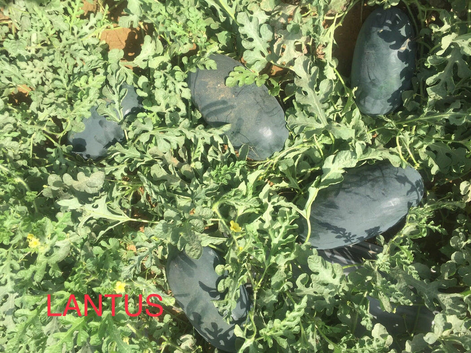 Lantus F1 Hybrid IceBox Watermelon - High-Yield, Disease-Tolerant Fruit Seed | Konico Seeds - Farmers Stop