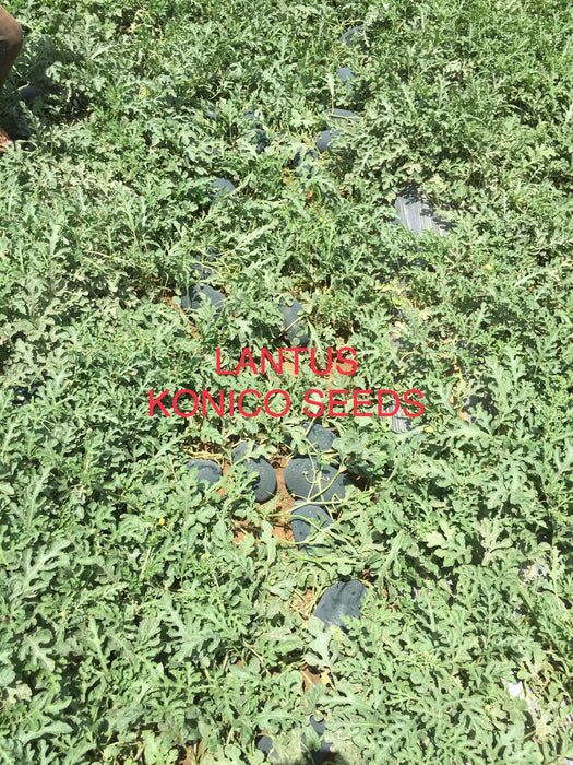 Lantus F1 Hybrid IceBox Watermelon - High-Yield, Disease-Tolerant Fruit Seed | Konico Seeds - Farmers Stop